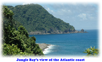 Jungle Bay's view of the Atlantic coast