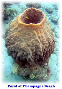 Coral at Champagne Beach