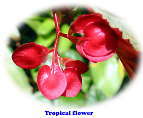 Tropical flower