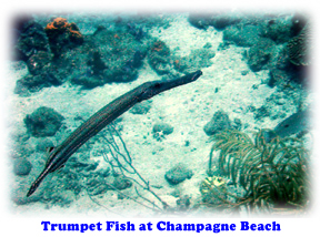 Trumpet fish at Champagne Beach